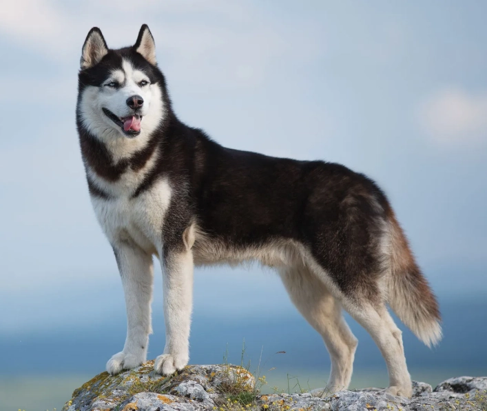 Are Huskies good family dogs