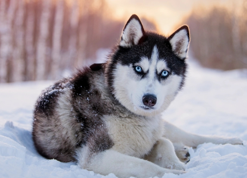Siberian Husky characteristics