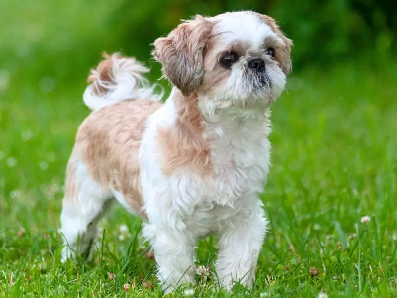 Shih Tzu care Shih Tzu care