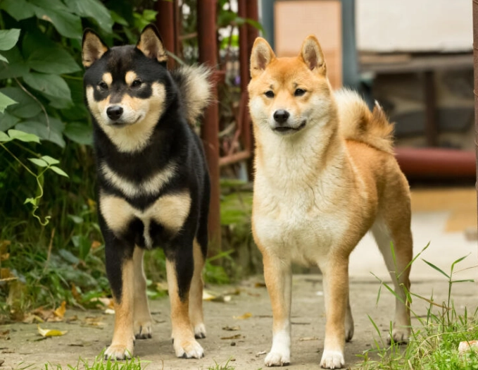 Shiba Inu breed guide
