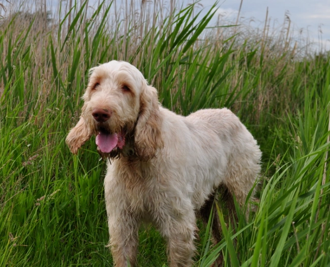 Italian Spinone breed