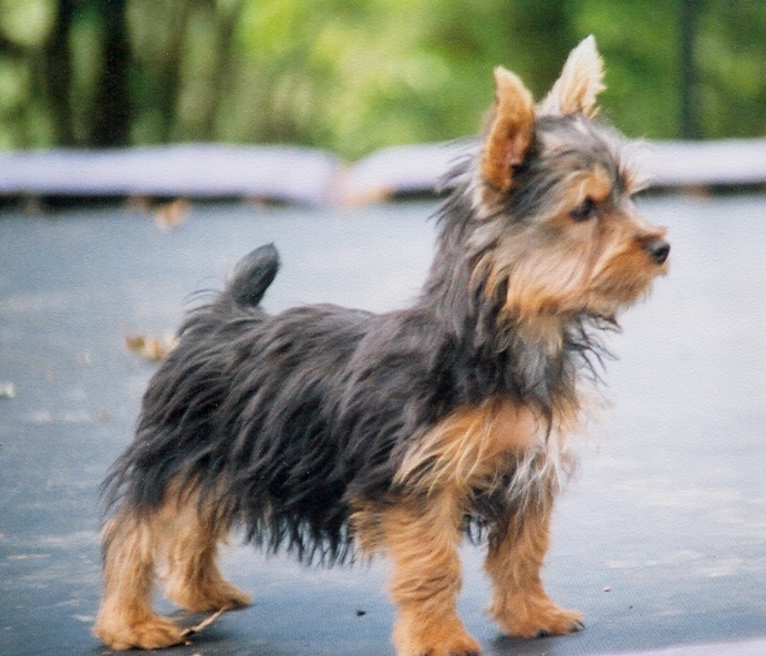 Silky Terrier temperament
