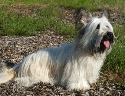 Skye Terrier grooming