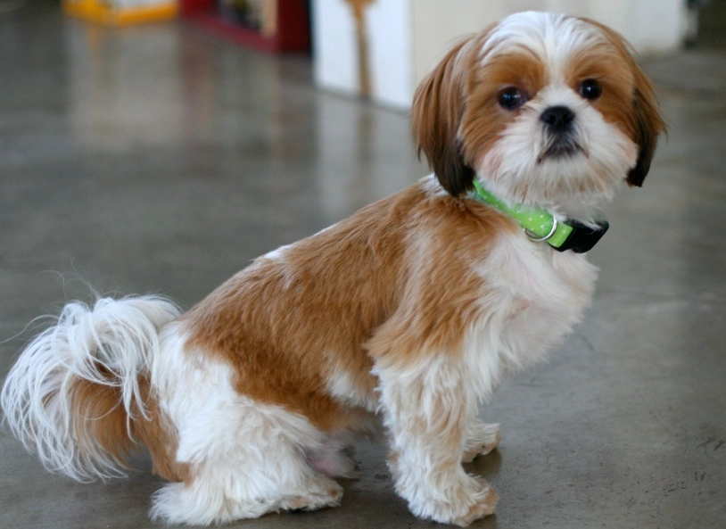 Shih Tzu temperament Shih Tzu temperament