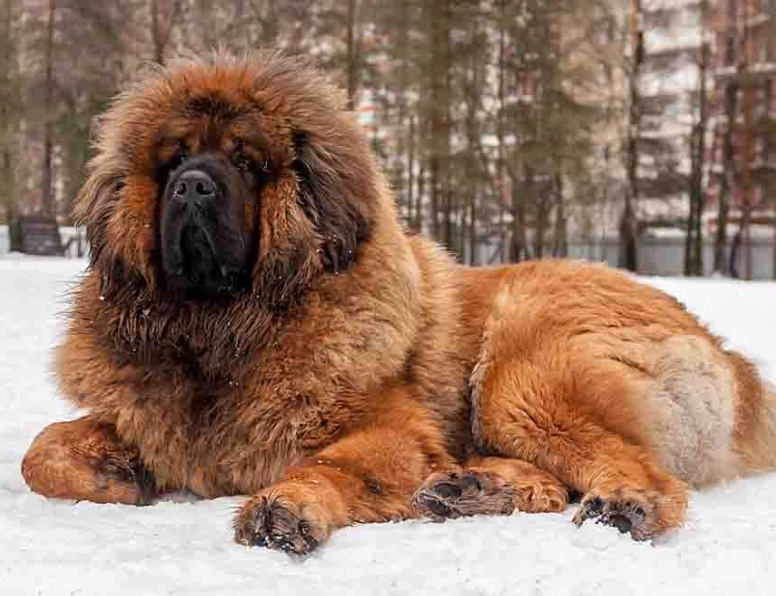 Tibetan Mastiff temperament Tibetan Mastiff temperament