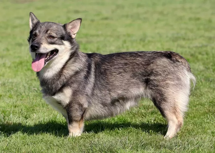 Swedish Vallhund temperament Swedish Vallhund temperament