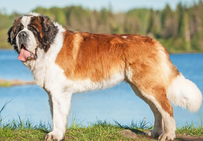St. Bernard care St. Bernard care