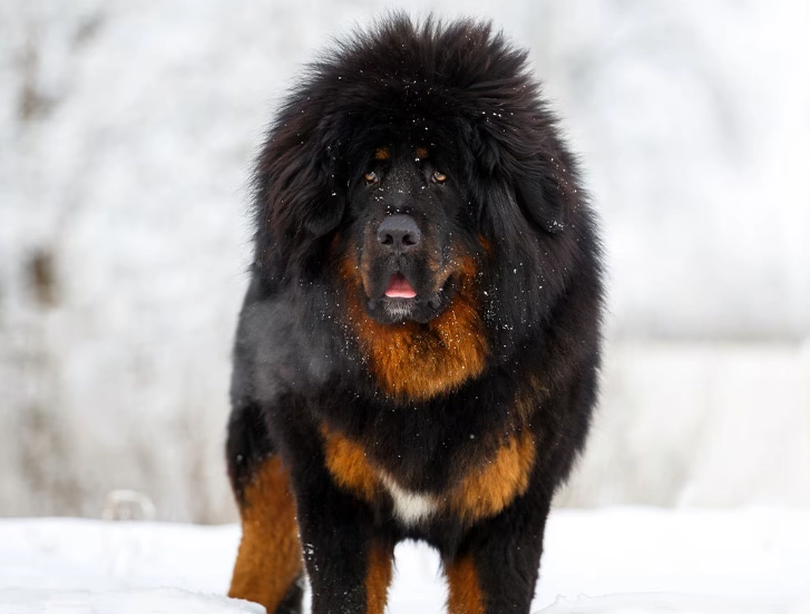 Tibetan Mastiff care Tibetan Mastiff care