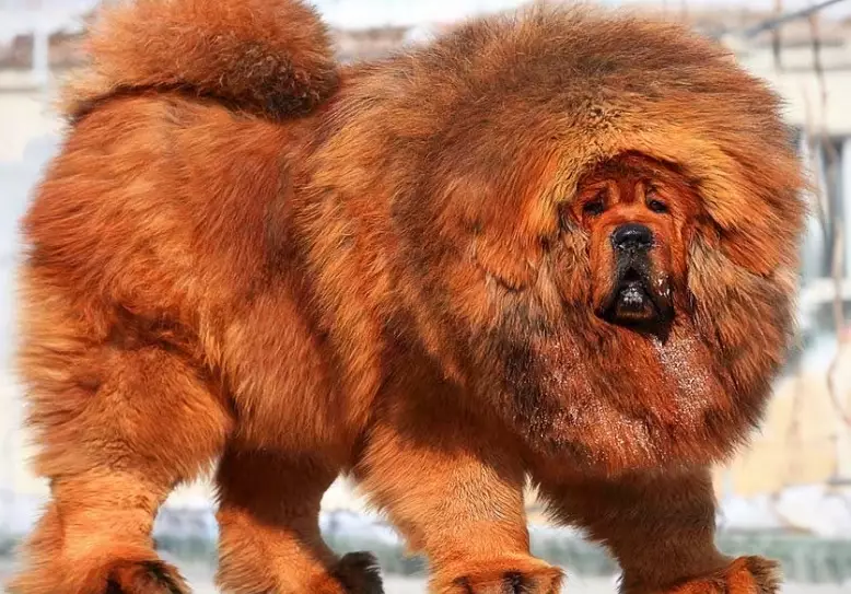 Tibetan Mastiff care Tibetan Mastiff care