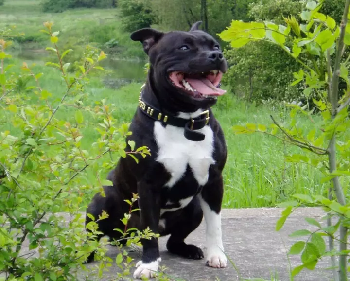 Staffordshire Bull Terrier temperament
