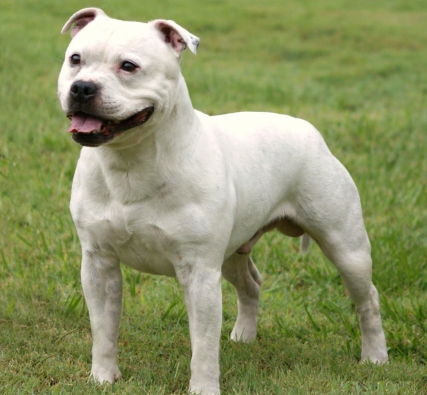 are Staffordshire Bull Terriers aggressive