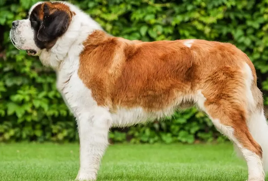 St. Bernard breed St. Bernard breed