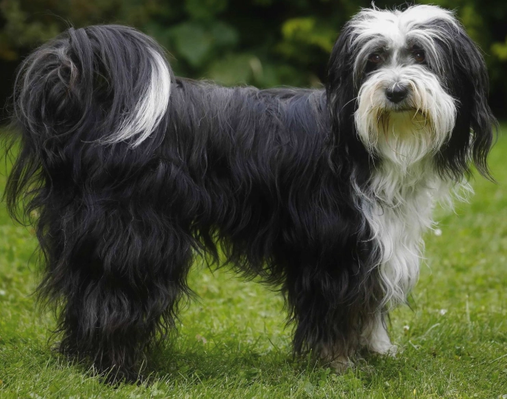 Tibetan Terrier temperament Tibetan Terrier temperament