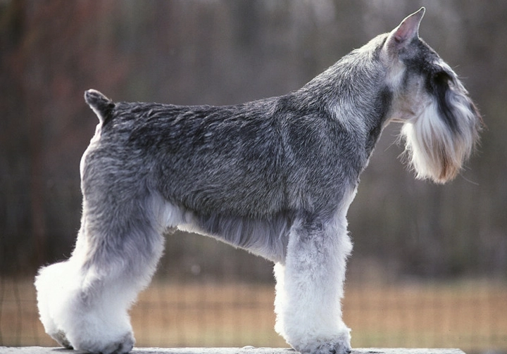Standard Schnauzer grooming
