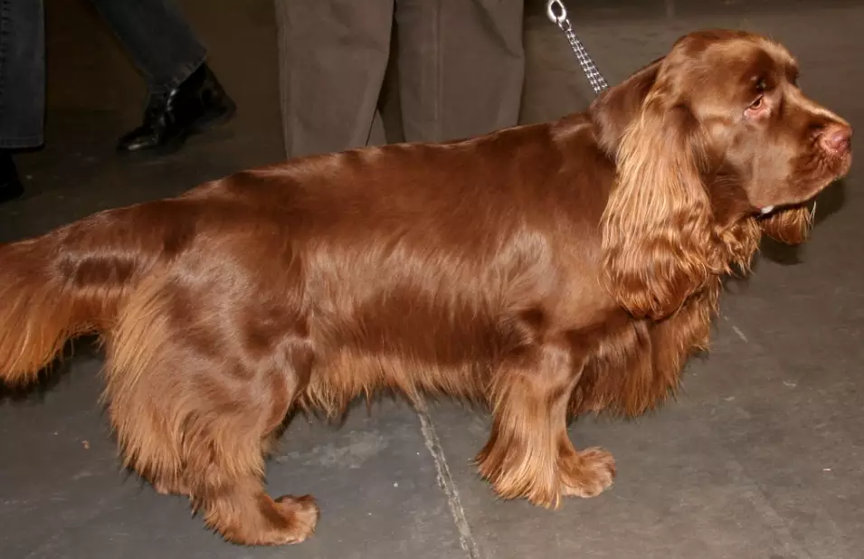 Sussex Spaniel care