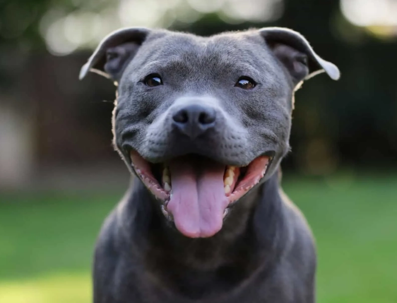 Staffordshire Bull Terrier temperament