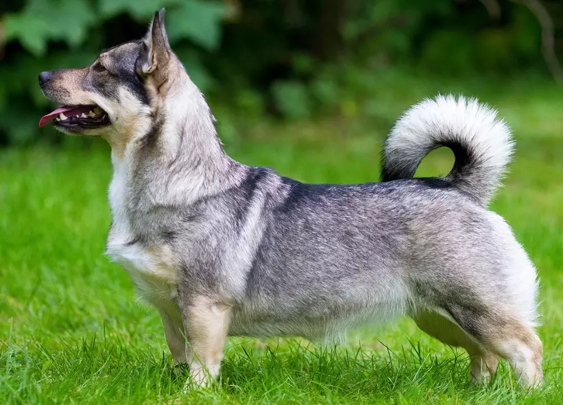 Swedish Vallhund