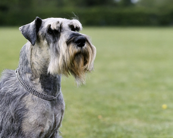 Standard Schnauzer temperament