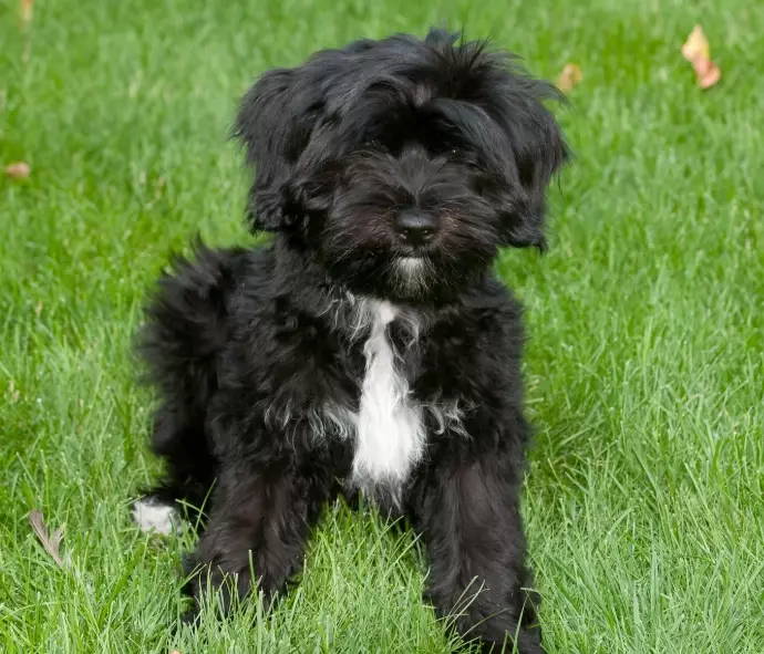 Are Tibetan Terriers hypoallergenic Are Tibetan Terriers hypoallergenic