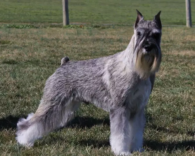 Standard Schnauzer grooming