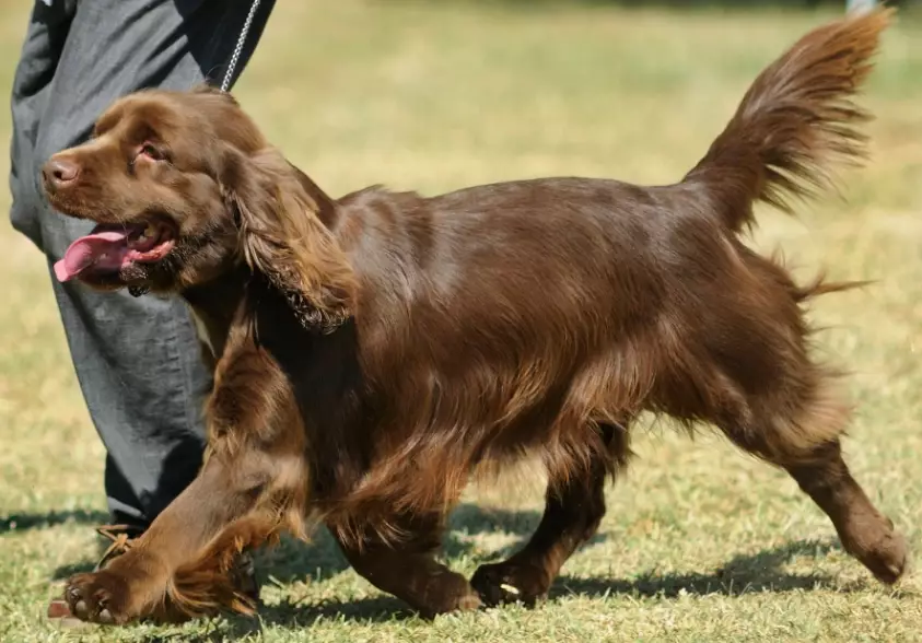rare spaniel breeds