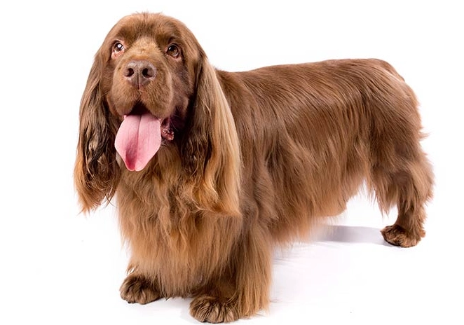 Sussex Spaniel care