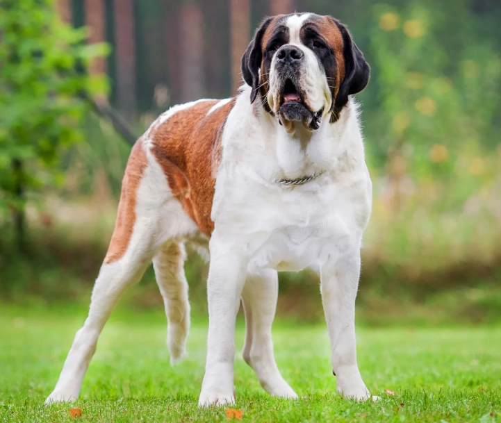 raising a St. Bernard puppy raising a St. Bernard puppy