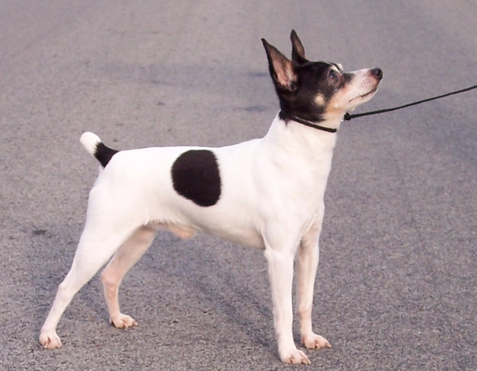 Toy Fox Terrier care