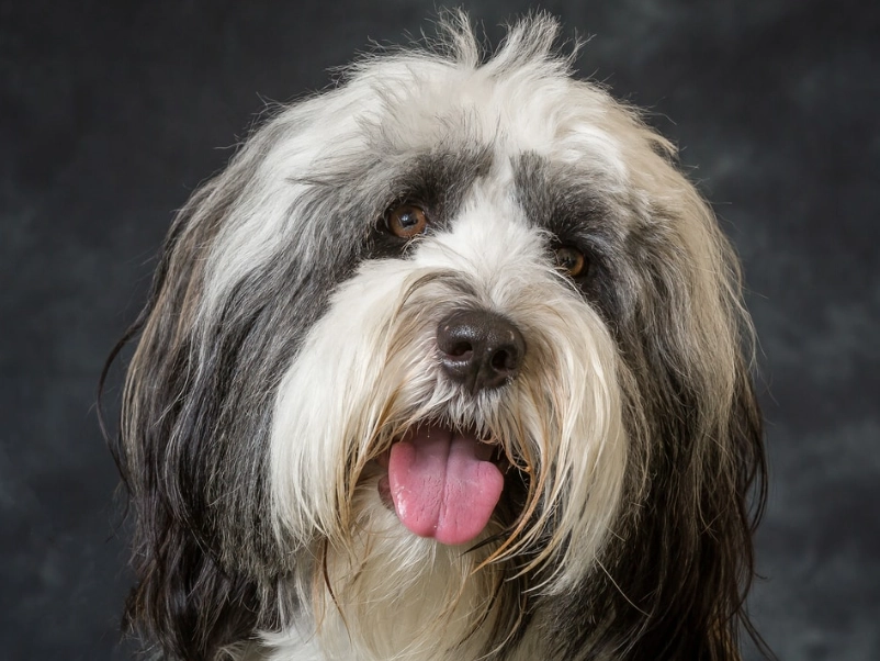Tibetan Terrier