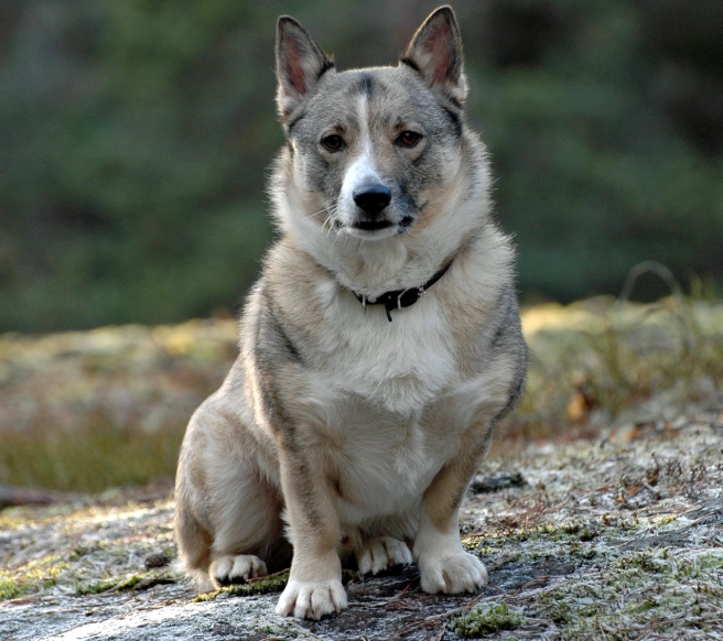 Swedish Vallhund care guide Swedish Vallhund care guide