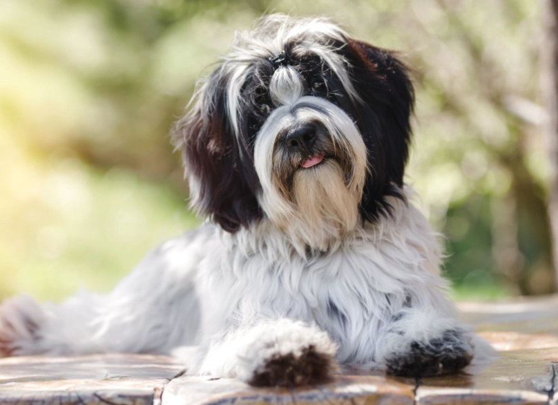 Tibetan Terrier temperament Tibetan Terrier temperament