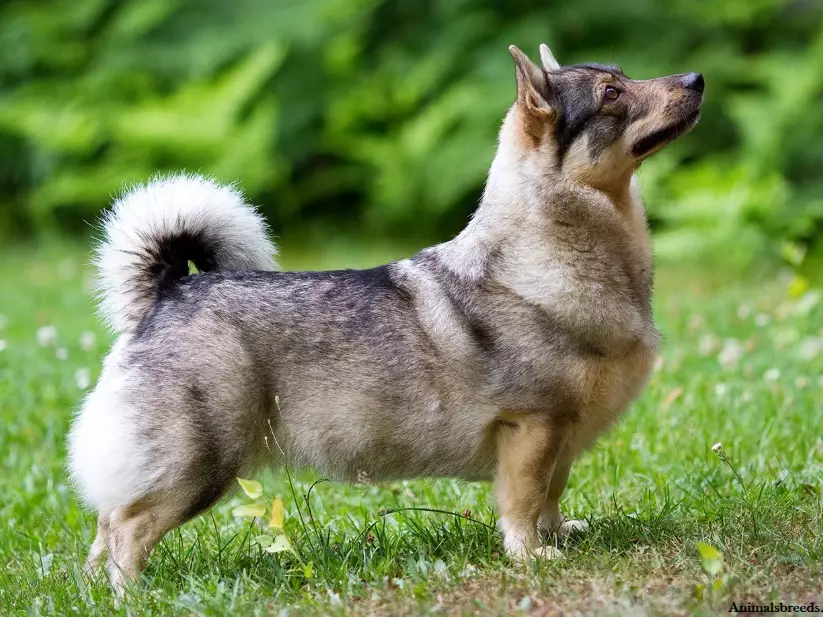 Swedish Vallhund breed information Swedish Vallhund breed information