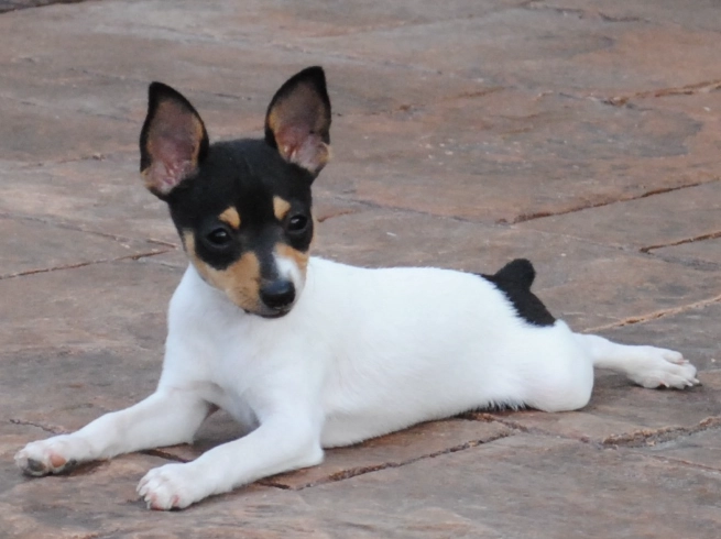 Toy Fox Terrier care