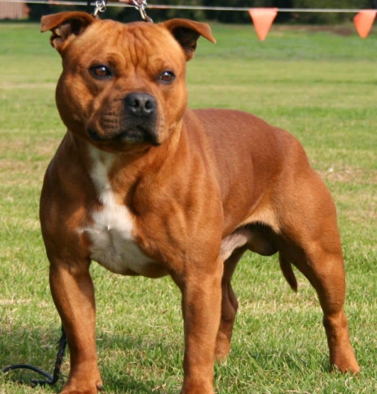Staffordshire Bull Terrier care
