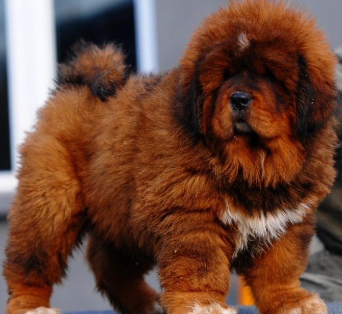Tibetan Mastiff temperament Tibetan Mastiff temperament