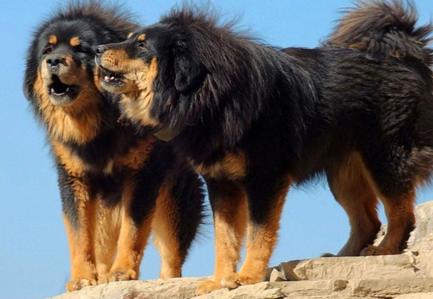 Tibetan Mastiff
