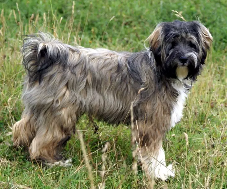 Tibetan Terrier grooming Tibetan Terrier grooming