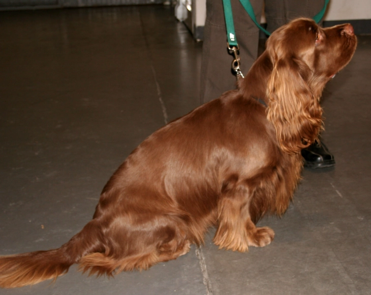 Sussex Spaniel breed information