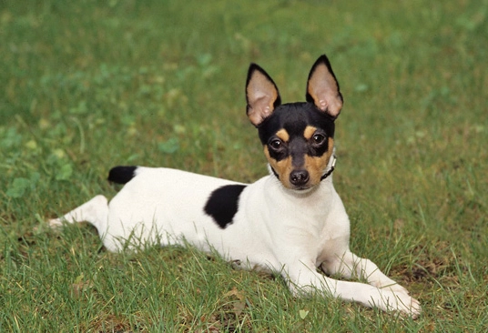 Toy Fox Terrier training