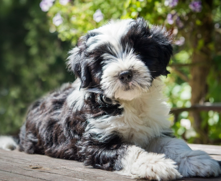 Are Tibetan Terriers hypoallergenic Are Tibetan Terriers hypoallergenic
