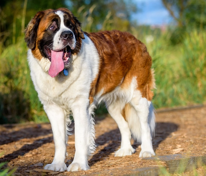 St. Bernard care St. Bernard care