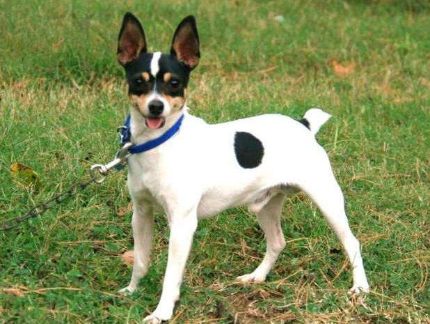 Toy Fox Terrier training