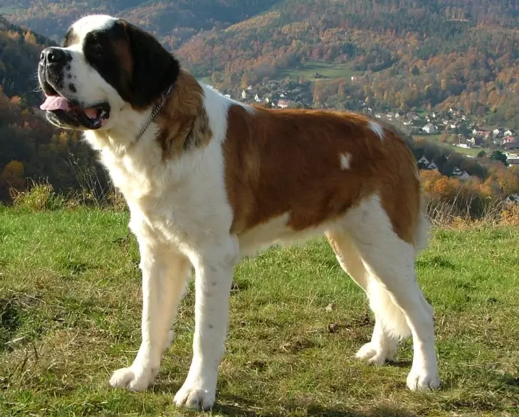 raising a St. Bernard puppy raising a St. Bernard puppy