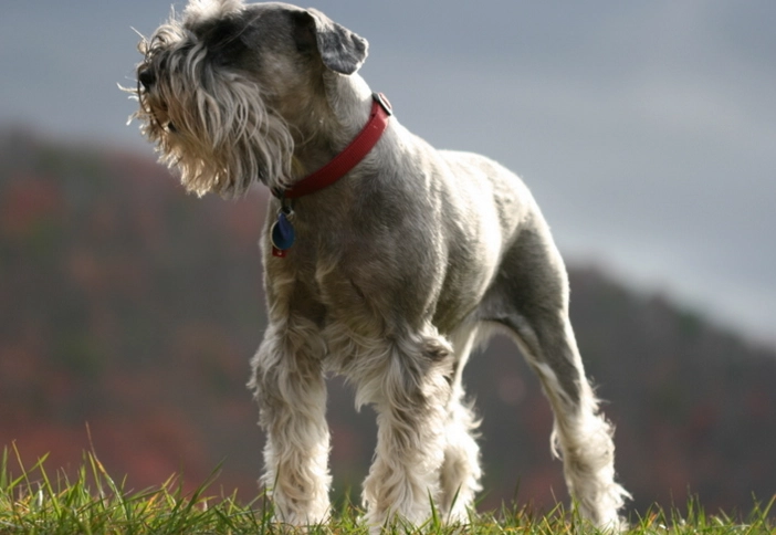 Standard Schnauzer breed info