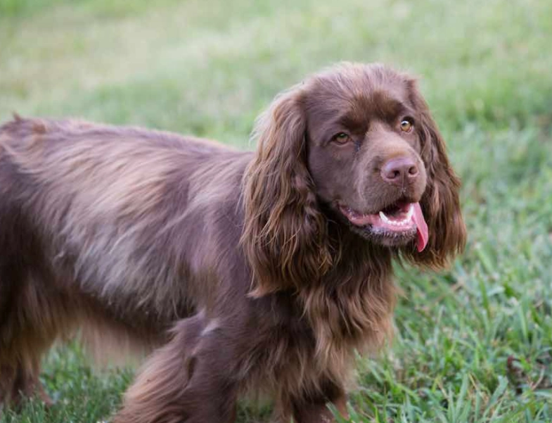 Sussex Spaniel