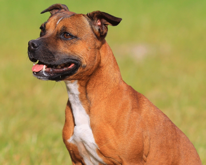 Staffordshire Bull Terrier care