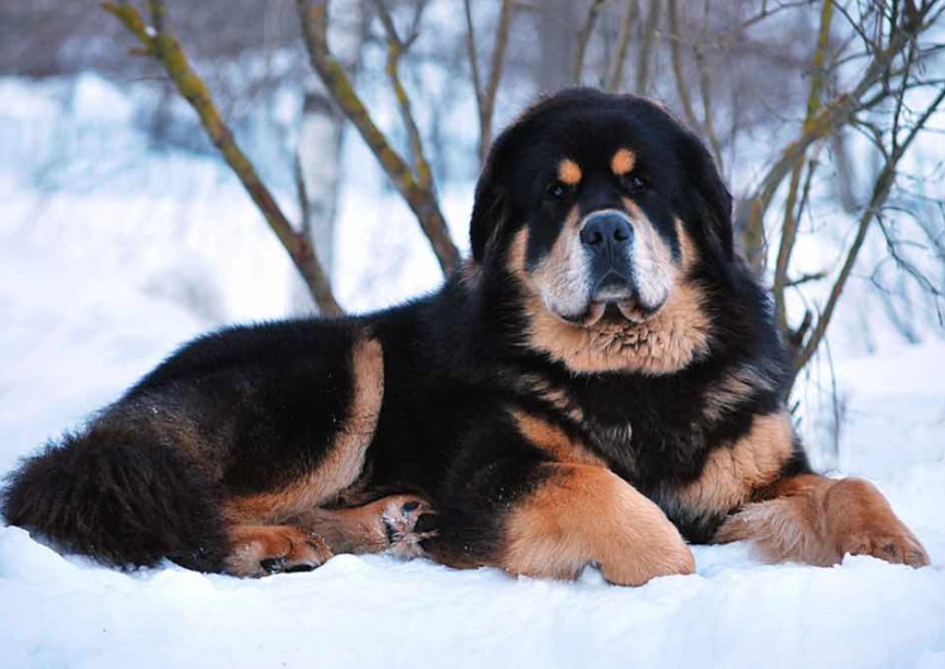 Tibetan Mastiff care Tibetan Mastiff care