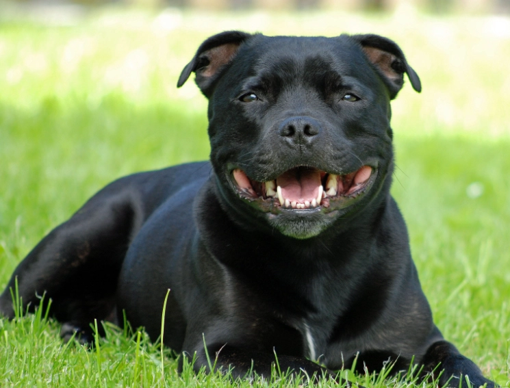 Staffordshire Bull Terrier temperament