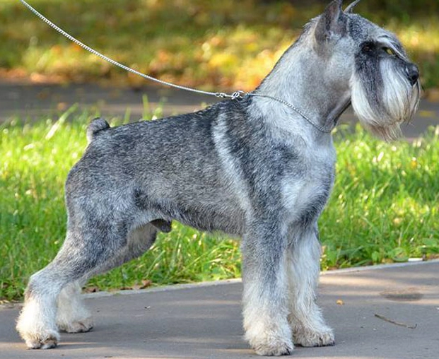 Standard Schnauzer breed info