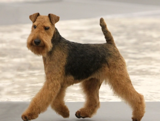 Welsh Terrier temperament